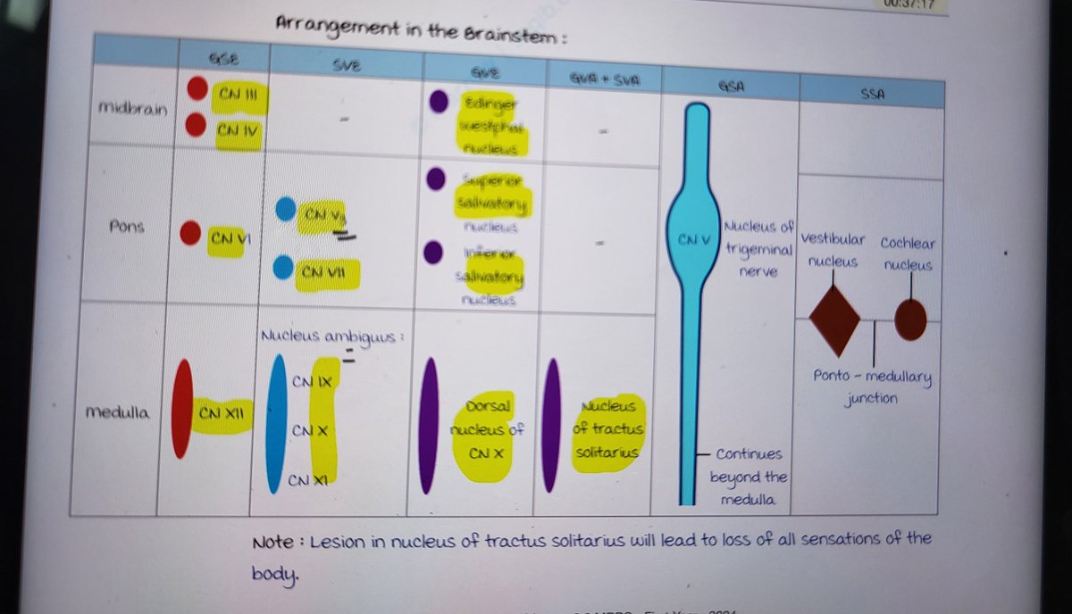 Chattarki_'s tweet photo. @differential404 Starts with GSE - EOM and tongue ,basically head and neck muscles nuclei
SVE- nerve supply of pharyngeal arches 
GVE- Parasympathetic cranial nerves which supply the glands
To remember 

Start with GSE,to derive next use S from GSE ,it will be SVE 
Next will be remaining GVE , https://t.co/WzG3reKnU9