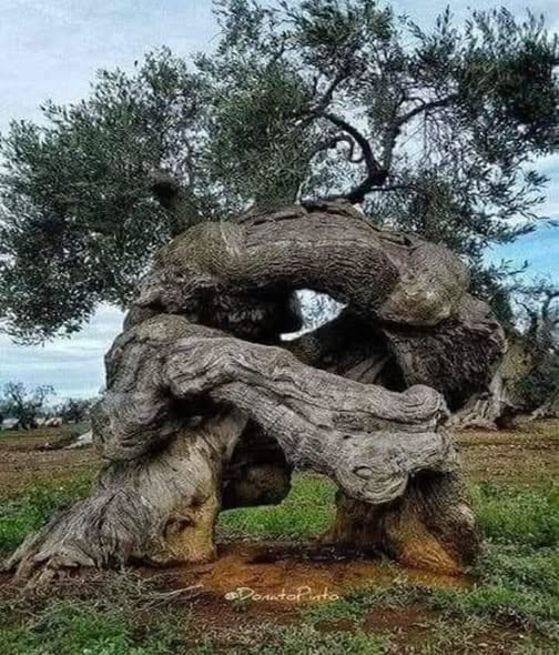 TOPRAK_2_'s tweet photo. DERS VEREN FELSEFECİ AĞAÇ
Bir ağacın gölgesinde adam felsefe kitabı okuyordu. Sorular üstüne sorular adamın kafasını karıştırmıştı.
Başını kaldırıp ağaca baktı.
“Keşke ağaç olsaydım, hiç düşünmeden yaşasaydım” dedi.
Birden ağaç dile geldi:
“Ben düşünmüyorum belki ama düşünen insanlara o kadar çok ders verebilirim ki” dedi.
Adam heyecanla:
“Seni dinlemek isterim” dedi.
Ağaç konuşmaya başladı:
“At o felsefe kitabını elinden, şimdi bana bak 
ve beni dinle. Sana on tane hayat dersi vereceğim” dedi.
Adam heyecanlanarak:
“Tamam” dedi.
Ağaç: “Dinle o zaman” dedi ve hayat dersini sıralamaya başladı:
1- Ağaç yaş iken eğilir ya da doğrulur. 
Her şeyin bir zamanı vardır. Hayat öğrenme sürecidir ama zamanlaması çok önemlidir. 
Siz de bilirsiniz ki “yaşlı köpeğe yeni oyunlar öğretilmez.” “Yaşlı kurda yol öğretilmez.”
2- Düşen ağaca balta vuran çok olur. 
Onun için hayatta düşmemeye dikkat etmek gerek; güçlüyken gölgene sığınanlar, düşerken baltayı alıp sana koşarlar.
3- Bizi yok etmeye çalışan baltanın sapı bizdendir. Her zaman dış düşmandan korkmayın. İç düşman daha tehlikelidir. Sizin gibi görünüp size hainlik edecek insanlara dikkat edin. Dişi kıran, pirince en çok benzeyen beyaz taştır.
4- Ulu çamlar fırtınalı diyarlarda yetişir. 
İnsanı geliştiren, mükemmelleştiren zorluklardır. Büyük adamlar büyük engellerle karşılaşıp onu aştıkları için büyük adam olurlar. Büyük devletler, büyük badireleri atlatarak büyük devlet olurlar. Uçurtma rüzgâra karşı durduğu için yükselir. Engelleri fırsat bilmelisiniz.
5- Bir ağacın kökü ne kadar derinse boyu 
o kadar yükseğe çıkar. Kökleri zayıf olan büyüklüğü taşıyamaz. Onun için kökünüze sahip çıkmalısınız. Kökünü unutan ya da yok sayan bir ağaç ayakta kalabilir mi? Bir ağaç gücünü gövdesinden değil, kökünden alır.
 Sizin de tarihiniz olmazsa nasıl geleceğiniz olacak? Tarihinizi yok sayar ya da unutursanız nasıl geleceği inşa edebilirsiniz?
6- Ağaç yapraklarıyla gürler. Bir insan da ailesiyle, sosyal çevresiyle güzel olur; onlarla tamamlanır. Onlarla varlığını hissettirir.
 Onun için sosyal ilişkileriniz önemlidir.
7- Hiçbir ağaç acaba bahar gelecek mi, çiçek açacak mıyım diye düşünmez. Kök, gövde ve dallar görevini sessizce ve sabırlıca yaparlar. Siz de baharın gelmesini bekliyorsanız görevinizi şamata yapmadan sessizce, hakkıyla ve sabırla yapmalısınız.
8- Meyveli ağacı taşlarlar. Bilgili, becerikli, başarılı insanlara haset eden çok olur. Bir işe yaramayan, niteliksiz, silik insanlar kimsenin umurunda olmazlar. Onun için başarılı insanlar atılacak taşlara mukavemet edemezlerse başarılarını sürdüremezler.
9- Her ağaç kendi toprağında büyür. Ağaç ancak uygun toprağı bulması halinde gelişmesini sürdürür. İnsan yetenekleri de öyledir; ağaç tohumu gibidir. Uygun zemin bulursa gelişir, yoksa çürür gider.
10- Beşikten mezara kadar ağaca muhtaçsınız. Çocukken beşikte, ölünce tabutta bizimle berabersiniz. Bize hep odun gözüyle bakmayın. Biraz da ibret gözüyle bakın. Sözü şöyle bitireyim, insanların kulağına küpe olsun. 
“Her şey bir ağacı sevmekle başlar.” Bundan sonra bir ağacın yanından geçerken durun ve şarkımızı dinleyin.
Adam ağaca tekrar baktı, “Aslında odun olan 
bu ağaç değil, benmişim meğerse” diye geçirdi içinden.
 Alıntı