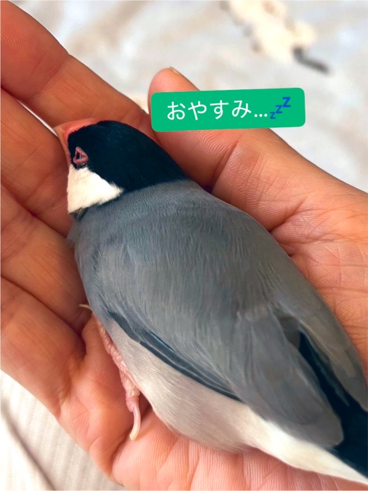MIYAKEHISAKO's tweet photo. 放鳥してもおててで寝ることが増えましたねー
#文鳥
#javasparrow
#おとくん
#おじいちゃん文鳥 https://t.co/ndzcECbvcS