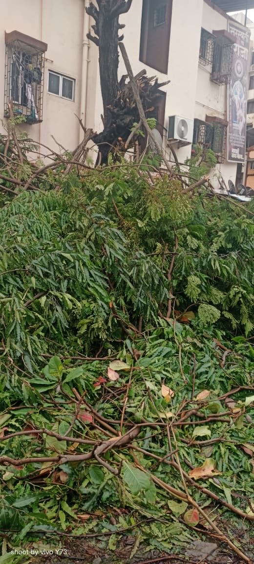PrashantGangan5's tweet photo. Dear @NMMConline 

Fallen trees at Airoli, Navi Mumbai have not been removed for the last 3 days despite repeated complaints.

Location - Near Suryoday small finance bank. Sector 16, Airoli

#Airoli #NaviMumbai #NMMC #TreeRemoval

@NMMCCommr @Navimumpolice https://t.co/E9XeoNWEkW