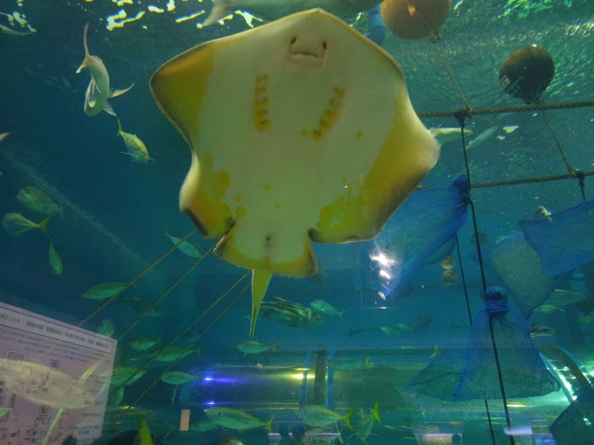 hrk_cos's tweet photo. 浅虫水族館！ https://t.co/Iot8yIgXhi