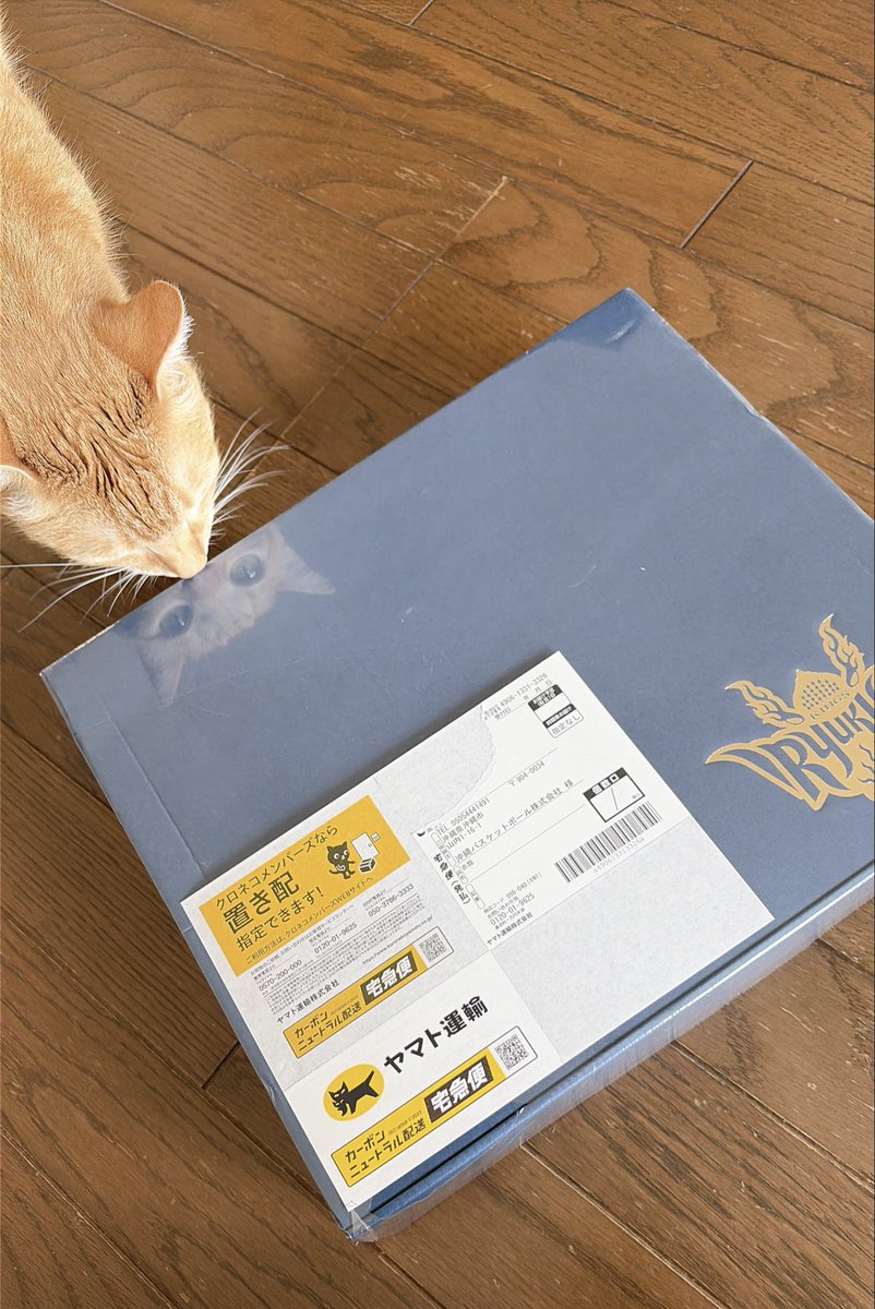 ainosuke0402's tweet photo. 届いた〜
みんなも届いたかな？
クーリーの奥様参考にSしたけど正解👍
#琉球ゴールデンキングスかりゆし https://t.co/G6ho8yvCK9