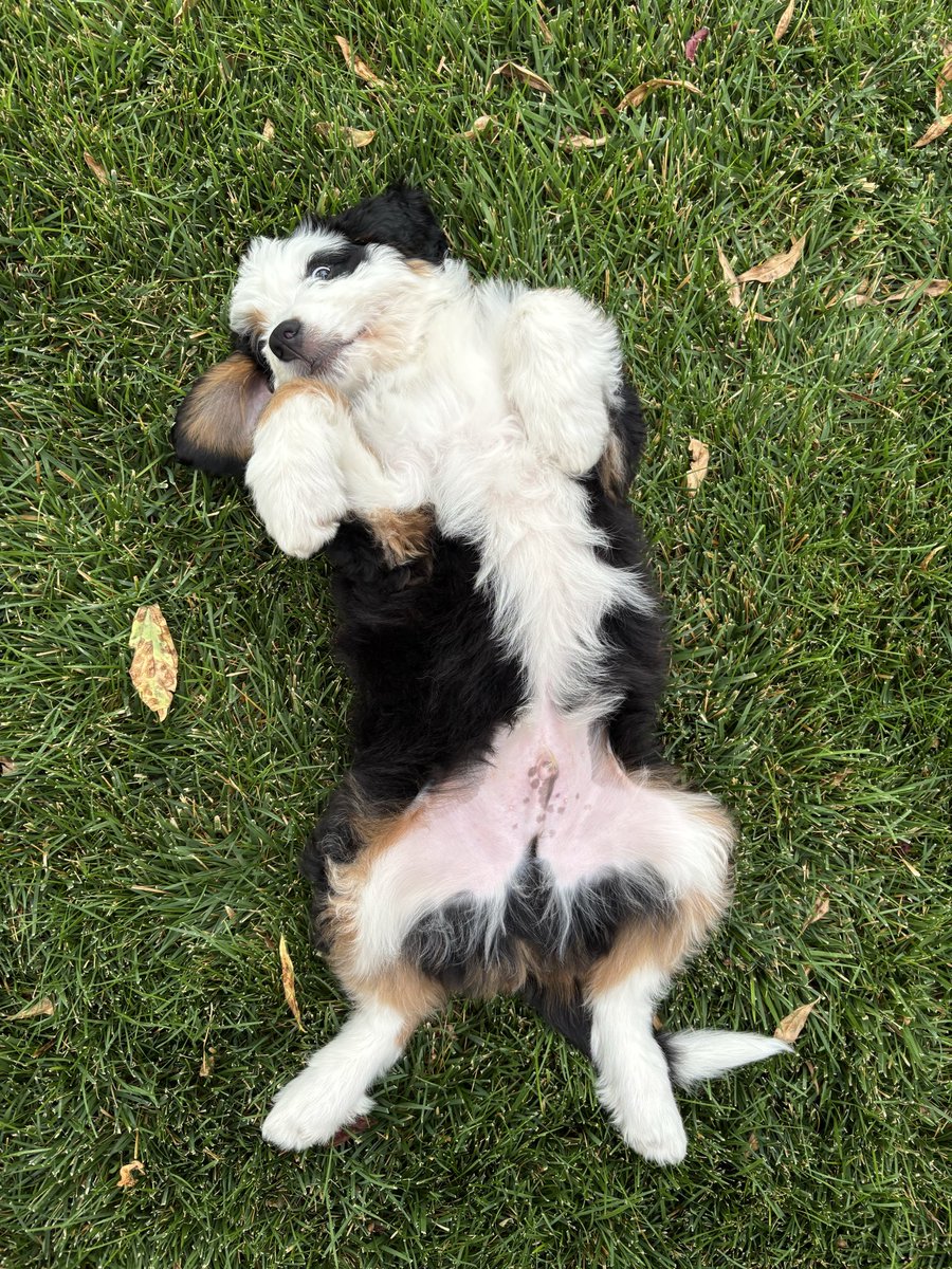 divinee_timing's tweet photo. Puppy https://t.co/IqlXk4bc3a