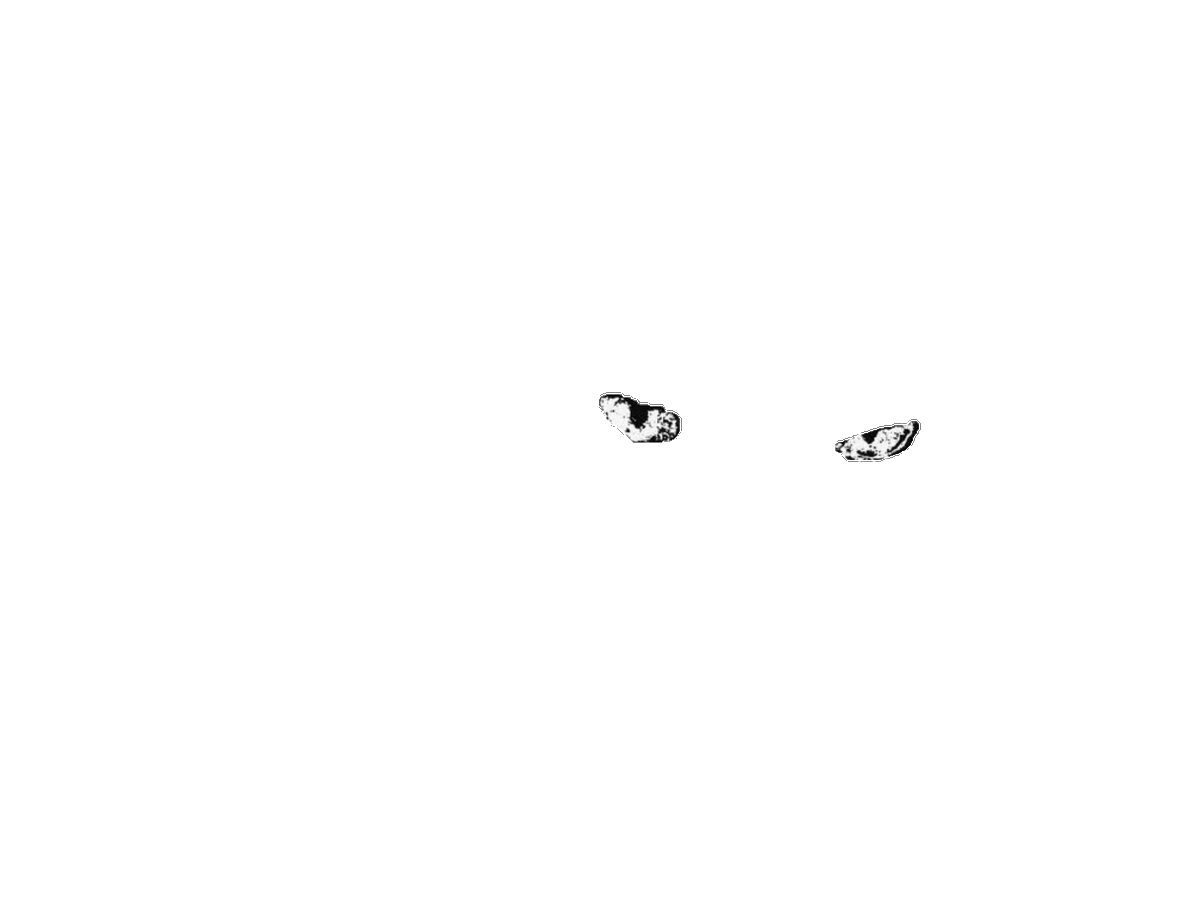 Black cats are not bad luck tweet media
