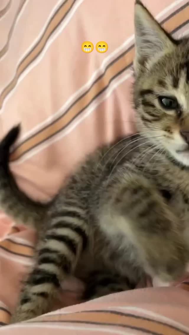 catsloversfeed_'s tweet photo. https://t.co/9aBq3VzE9M