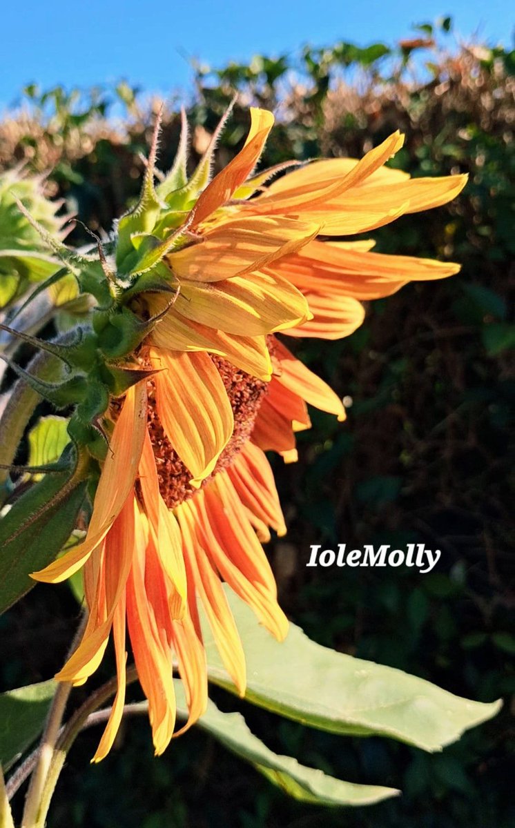iolemolly's tweet photo. Buongiorno https://t.co/vFhLHqZpQ4