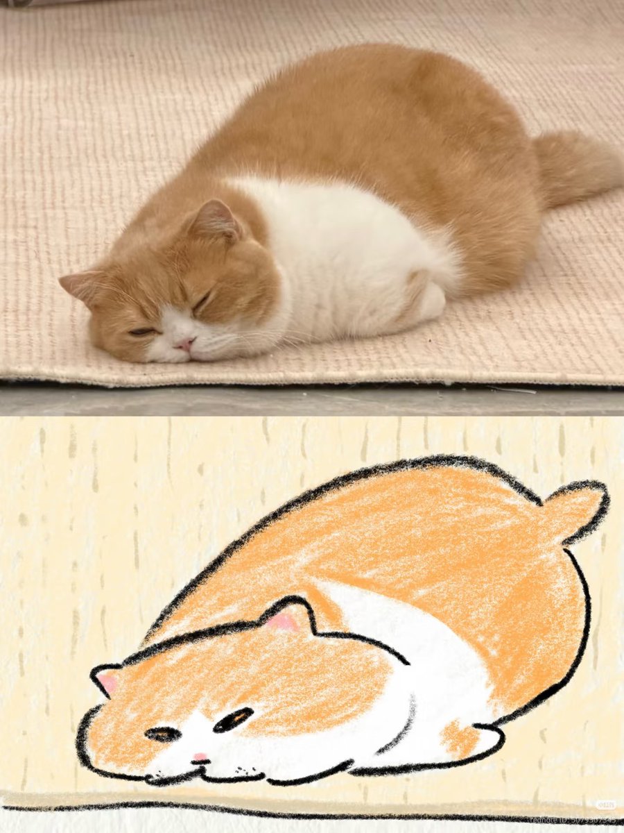 nocontextscats's tweet photo. so tired https://t.co/0Q3i6tUnov