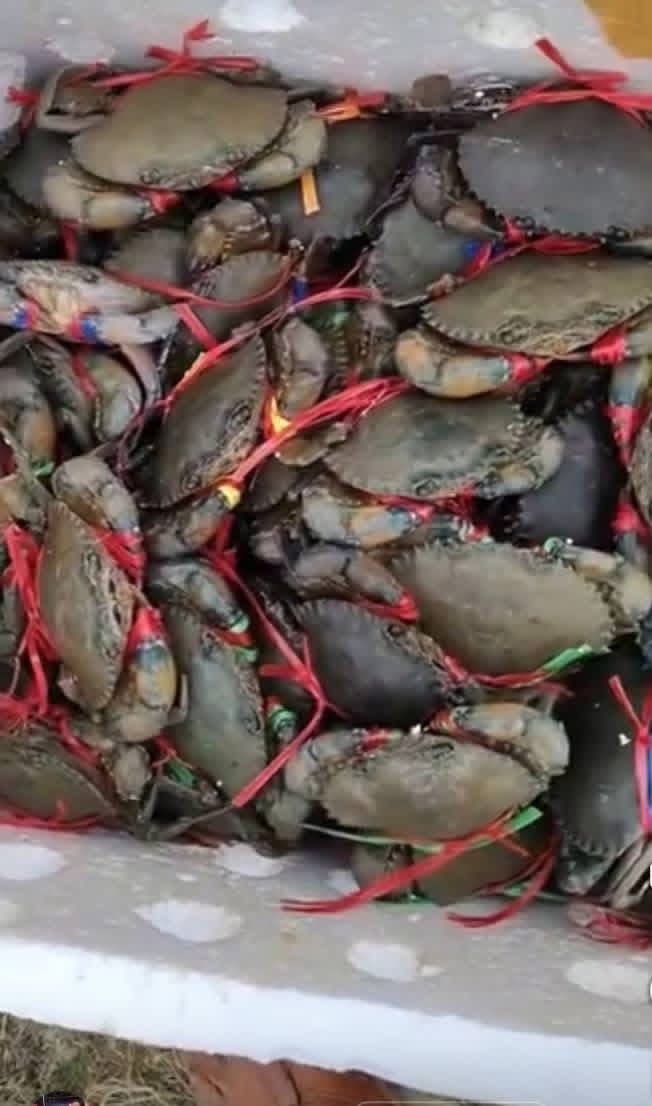 PrajnyaPrasad's tweet photo. #crab 25/07/26 https://t.co/o8M39Gs9bf