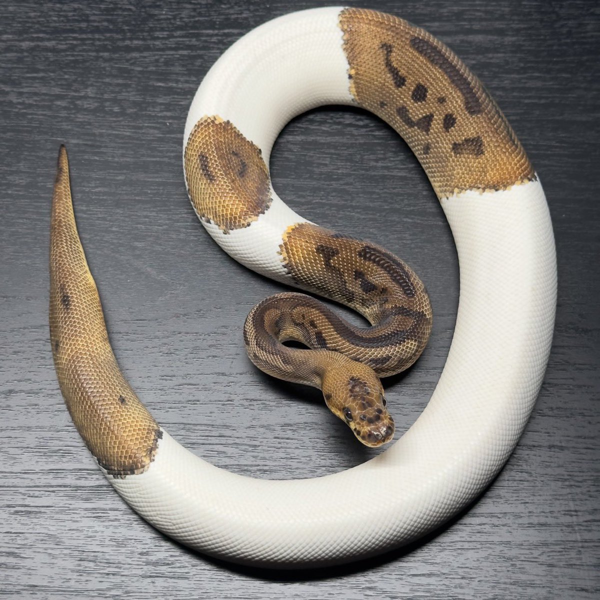 Dnasty0014Y3l's tweet photo. #SideBcollection
#YellowBenjamin
#BallPython
#ボールパイソン
#YB
1.0 Leopard Gene-x Clown Pied https://t.co/hXYdmS5OYx