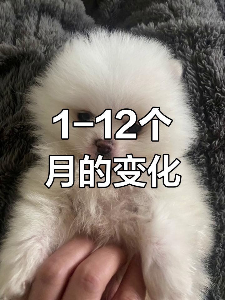 NyackKayaker's tweet photo. Watch your tiny pup transform into a fluffy best pal in just 5 months  Every little growth step is pure joy!， https://t.co/EpSgw1k6yQ