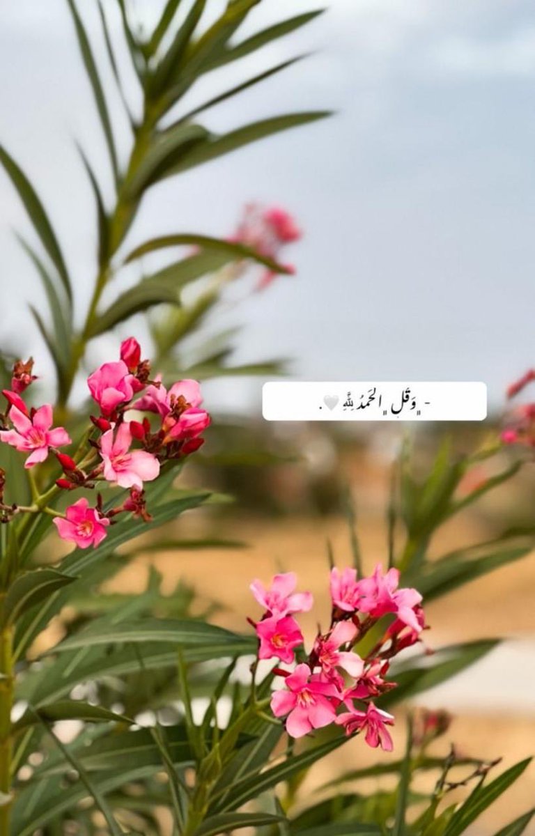 سيف العبري tweet media