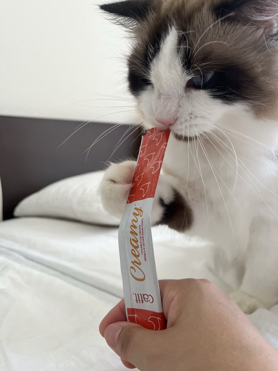 302_neko's tweet photo. ヒトでいう、食べ終わったアイスの棒がじがじしちゃうのと同じ？(もう中身ないってば)

#ラグドール https://t.co/j3fSEZg09T