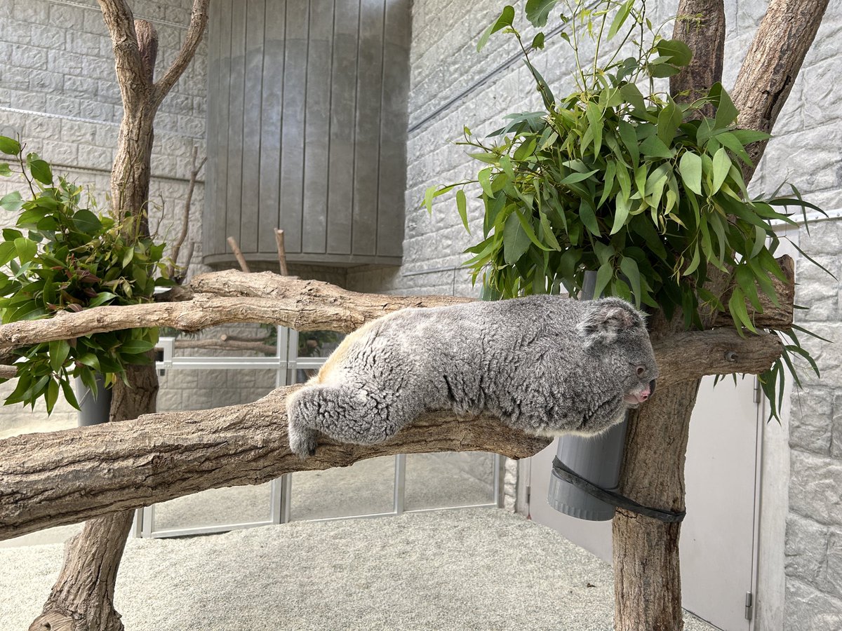englandhill_zoo's tweet photo. @(・●・)@
#コアラ #こまち https://t.co/2bPu5vzaIe