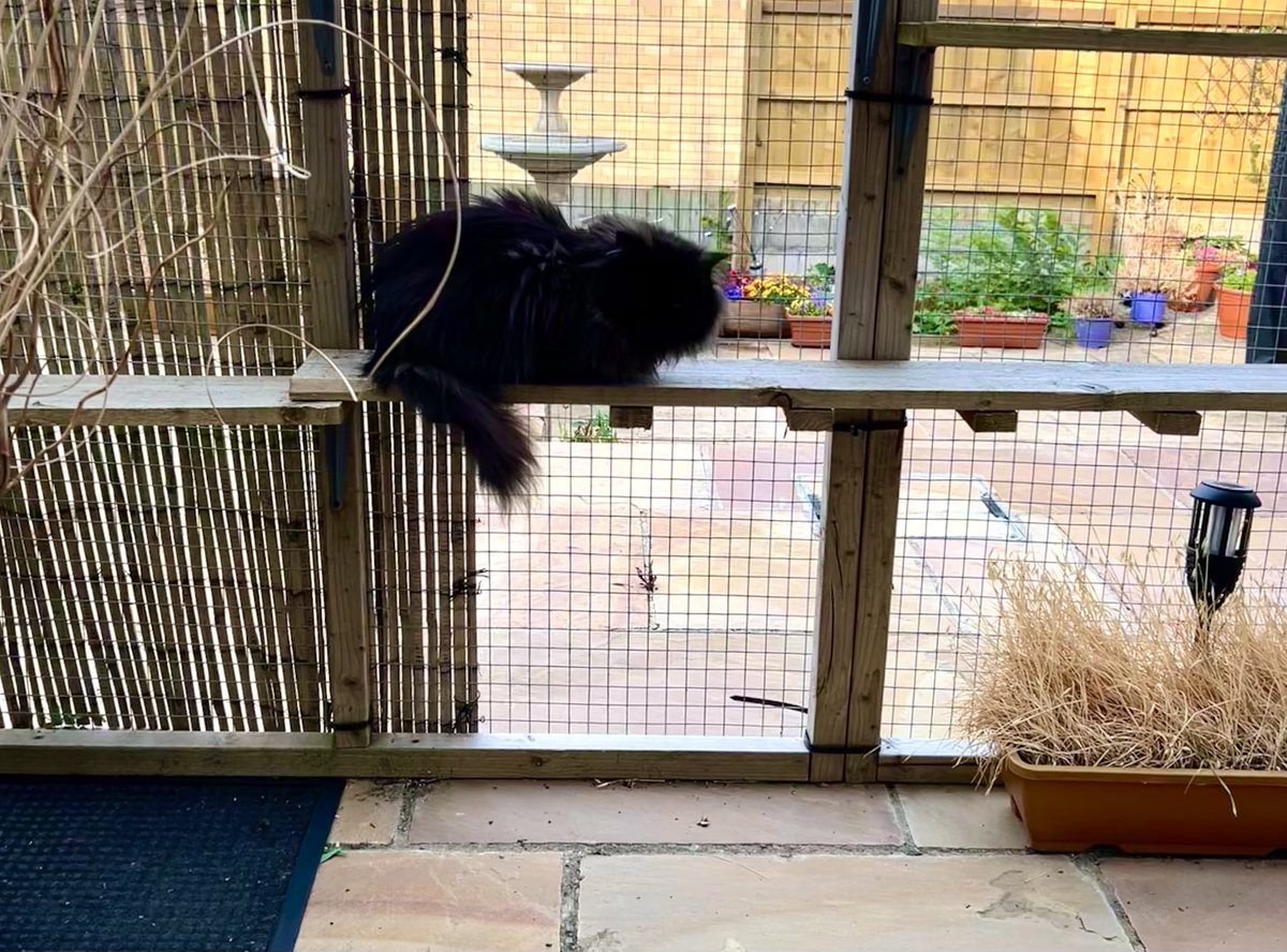 Doris McFloofle tweet media