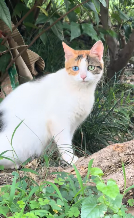 Cat Diaries tweet media