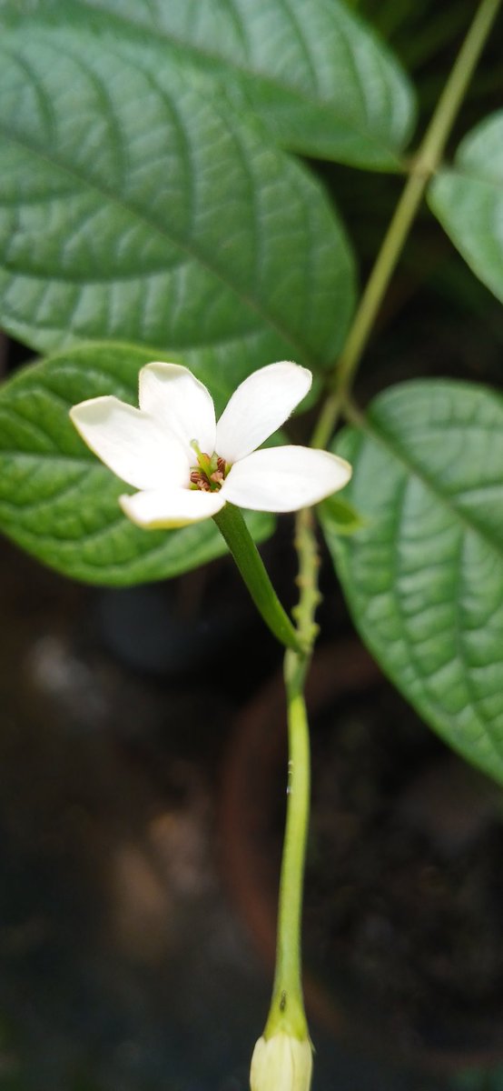 dhirendra_77's tweet photo. A tiny white bloom, quietly reminding us that the purest beauty is found in nature's simplest moments. 🤍🌿
#WhiteFlower #NaturePhotography #MacroPhotography #FlowerPhotography #Bloom https://t.co/bbmLsLb3ZB