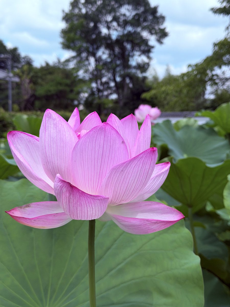 nanzenji_kyoto's tweet photo. 2026.7.25 今日の南禅寺 蓮が見頃を迎えています。只今の気温、調べましたら京都市内は39℃、境内の駐車場やタクシー乗り場などに自販機を設置しています。
ポイ捨ては困りますが、しっかり水分補給をしてお参り下さい。京都の夏は暑いですがこの時期にしか味わえない景色もあります。#蓮 #南禅寺 https://t.co/QMg9ZeHdpz