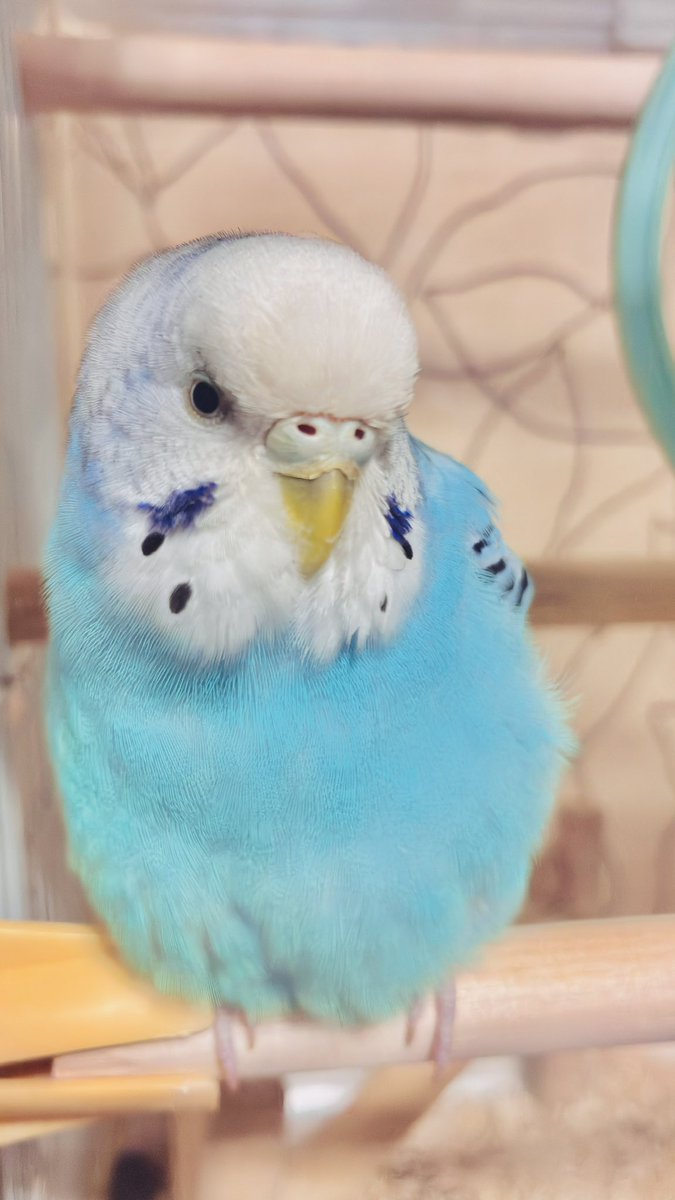Churo_tea's tweet photo. 新しい小屋に移動したぷーちゃん

妹曰く、ブラックタイガーと同じ目で
エビ剥いてる時ぷーちゃん思い出すらしい🦐

頭がコブダイ https://t.co/PWLmZEPntU