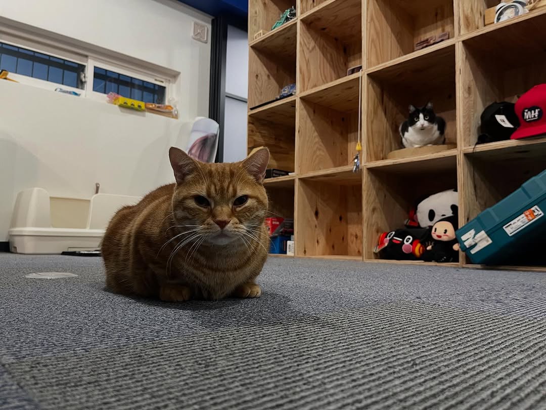saraba_mori6cfm's tweet photo. 猫の日です。だからって特別なことは何もせんのが森東スタイル。 https://t.co/IJdhHNlfrx