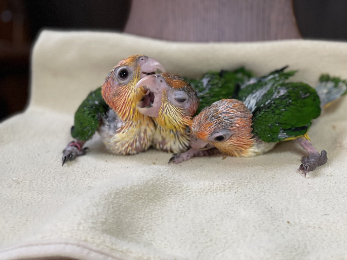 parrot_freak's tweet photo. 【HP新着情報】
「インコ・オウムのお迎えで大切にしていること｜鳥との暮らしをイメージしていただく為に」
当店では、鳥との触れ合いだけでなく、お迎え後の暮らしを具体的にイメージしていただけるよう、一組一組のお客様との時間を大切にしています。
ぜひご覧ください🍀
https://t.co/eJnb6a6BUM https://t.co/1tB56NoV2u