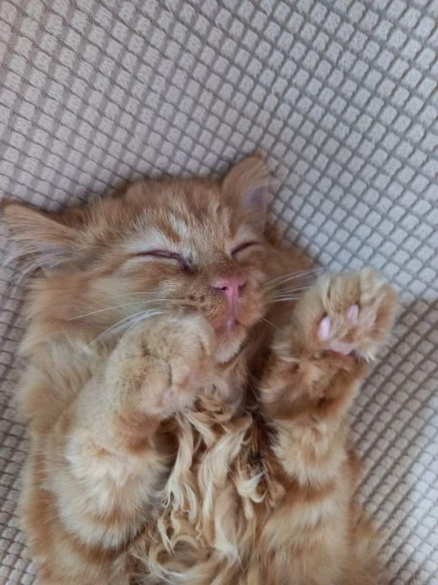 itsfluffycattos's tweet photo. Happy Saturday everyone! 😘

- From our sleepy Gemini 💗 https://t.co/DdBjM1Zv80