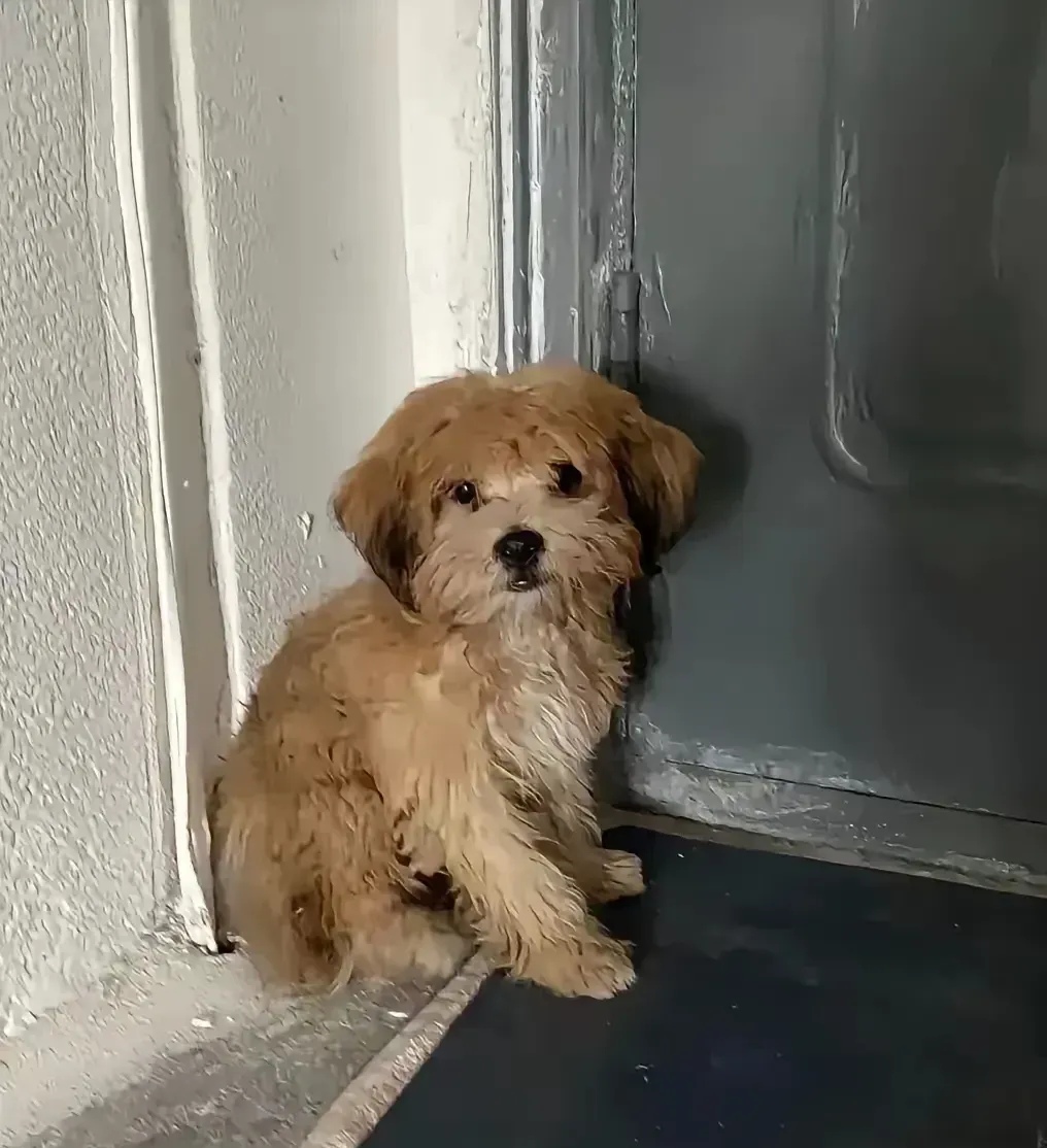 AGoBxHiuVfF3PDv's tweet photo. Nothing beats coming home to a wagging tail and a waiting heart.  #PetLove #Companion https://t.co/iUiAtY8wAy