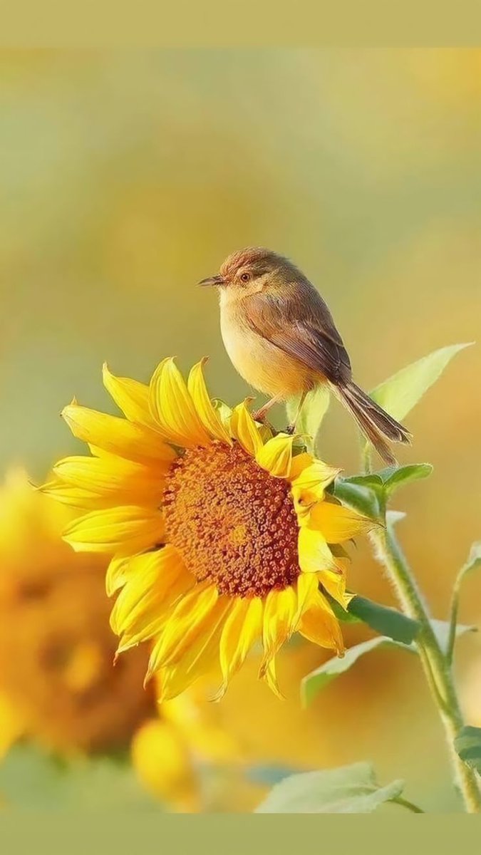 Solara786's tweet photo. Beautiful 🌻 https://t.co/p8Fkfavf81