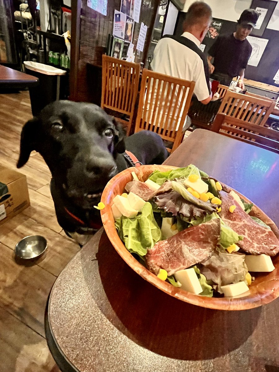 GoGoMichael9's tweet photo. とーちゃんおなか空いただワン❤️😋🐕‍🦺 https://t.co/nY3cVcpvAq