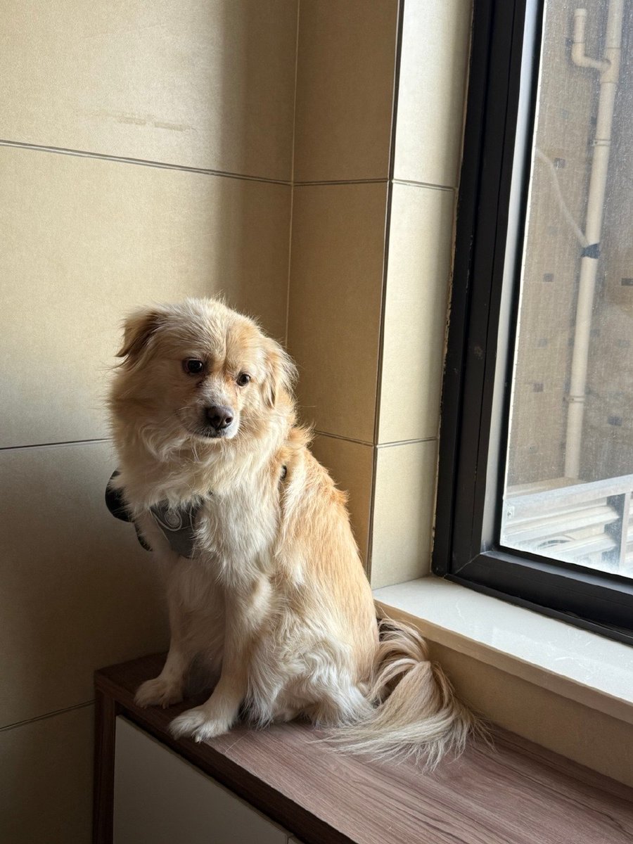 munsb96346256's tweet photo. This fluffy pup just made my rainy day 100% better. Nothing beats the quiet joy of a pet’s presence https://t.co/1P1NkZMHQV