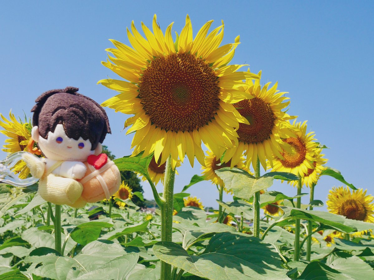 甘酢 tweet media