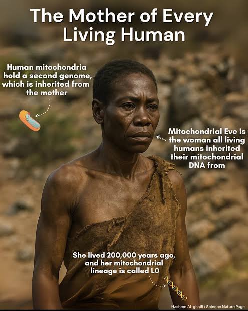 archeohistories's tweet photo. 'Mitochondrial Eve': Mother of all humans lived 200,000 years ago.... 

The most robust statistical examination to date of our species' genetic links to "mitochondrial Eve" -- the maternal ancestor of all living humans -- confirms that she lived about 200,000 years ago. The Rice University study was based on a side-by-side comparison of 10 human genetic models that each aim to determine when Eve lived using a very different set of assumptions about the way humans migrated, expanded and spread across Earth.

The research is available online in the journal Theoretical Population Biology.

"Our findings underscore the importance of taking into account the random nature of population processes like growth and extinction," said study co-author Marek Kimmel, professor of statistics at Rice. "Classical, deterministic models, including several that have previously been applied to the dating of mitochondrial Eve, do not fully account for these random processes."

The quest to date mitochondrial Eve (mtEve) is an example of the way scientists probe the genetic past to learn more about mutation, selection and other genetic processes that play key roles in disease.

"This is why we are interested in patterns of genetic variability in general," Kimmel said. "They are very important for medicine."

For example, the way scientists attempt to date mtEve relies on modern genetic techniques. Genetic profiles of random blood donors are compared, and based upon the likenesses and differences between particular genes, scientists can assign a number that describes the degree to which any two donors are related to one another.

Using mitochondrial genomes to gauge relatedness is a way for geneticists to simplify the task of finding common ancestors that lived long ago. That is because the entire human genome contains more than 20,000 genes, and comparing the differences among so many genes for distant relatives is problematic, even with today's largest and fastest supercomputers.

But mitochondria -- the tiny organelles that serve as energy factories inside all human cells -- have their own genome. Besides containing 37 genes that rarely change, they contain a "hypervariable" region, which changes fast enough to provide a molecular clock calibrated to times comparable to the age of modern humanity. Because each person's mitochondrial genome is inherited from his or her mother, all mitochondrial lineages are maternal.

To infer mtEve's age, scientists must convert the measures of relatedness between random blood donors into a measure of time.

"You have to translate the differences between gene sequences into how they evolved in time," said co-author Krzysztof Cyran, vice head of the Institute of Informatics at Silesian University of Technology in Gliwice, Poland. "And how they evolved in time depends upon the model of evolution that you use. So, for instance, what is the rate of genetic mutation, and is that rate of change uniform in time? And what about the process of random loss of genetic variants, which we call genetic drift?"

Within each model, the answers to these questions take the form of coefficients -- numeric constants that are plugged into the equation that returns the answer for when mtEve lived.

Each model has its own assumptions, and each assumption has mathematical implications. To further complicate matters, some of the assumptions are not valid for human populations. For example, some models assume that population size never changes. That is not true for humans, whose population has grown exponentially for at least several thousand generations. Other models assume perfect mixing of genes, meaning that any two humans anywhere in the world have an equal chance of producing offspring.

#archaeohistories