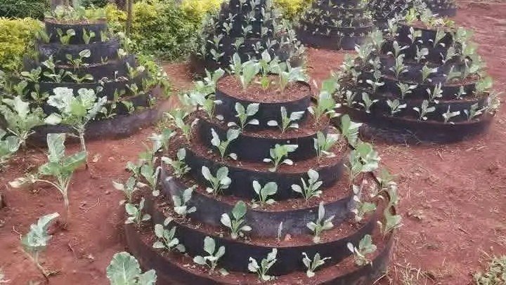 kevinmulati001's tweet photo. 🤝Good Morning My Loyal Mutuals?
....
Between Sackers Garden and Cornical Garden which one is the easiest garden to establish and manage?
.....
Please! Comment,✍️ Like,❤️ Repost📎 and Bookmark📈

Namastey 🙏🏻 https://t.co/4H3VT5QnXP