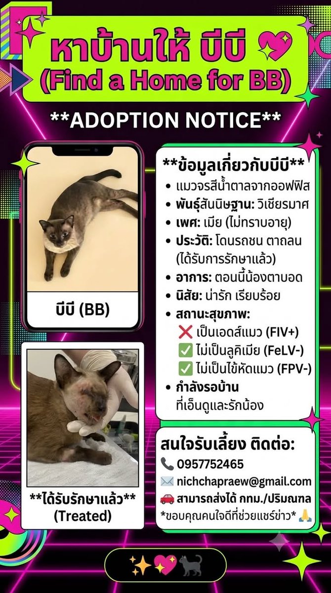 CatsterClub's tweet photo. หาบ้านให้น้องแมว(ฝากประกาศ)
หาบ้านให้ "บีบี" เป็นแมวจรสีน้ำตาลที่ออฟฟิสเราค่ะ
พันธุ์สันนิษฐานว่า เป็นแมววิเชียรมาศ แมวเพศเมีย ไม่ทราบอายุ  โดนรถชน ตาถลน ได้รับการรักษาแล้วเรียบร้อย ตอนนี้น้องตาบอด อยากได้คนรับเลี้ยง น้องน่ารัก เป็นแมวเรียบร้อย และน่าสงสารมากๆ ปัจจุบันน้องเป็น เอดส์แมว ไม่เป็นลูคิเมีย ไม่เป็นไข้หัดแมว
ใครสนใจรับดูแลติดต่อหาเจ้าของได้เลยนะคะ หรือ ช่วยกันรีกระจายข่าวก็ได้ค่ะ มาช่วยกันหาบ้านอันอบอุ่นให้น้องกันนะคะ
