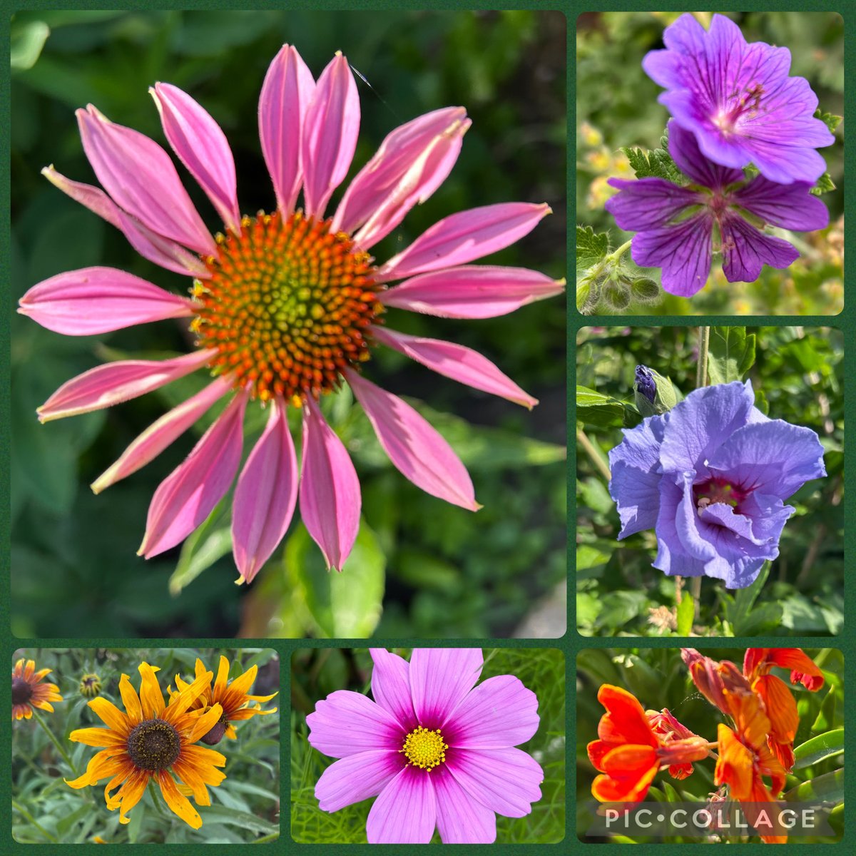 HelenMSimpson26's tweet photo. Flowering now around the garden. Have a great Saturday all. #SixonSaturday https://t.co/FWB8YW8Jzr