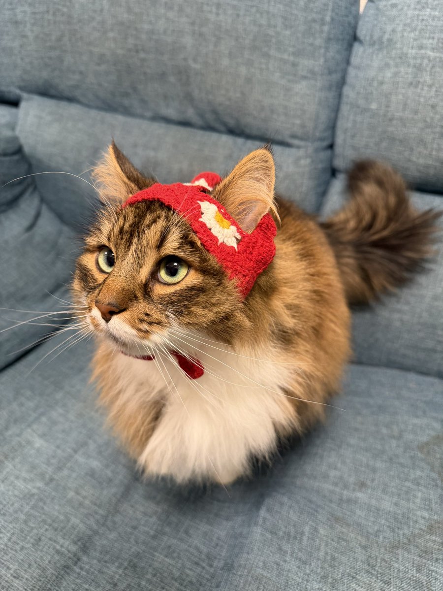 shidumoon86's tweet photo. 猫ーシュカ
我が家の可愛い赤ずきん💕
#猫のいる暮らし 
#ノルウェージャンフォレストキャット https://t.co/Vi6jzFsFbh