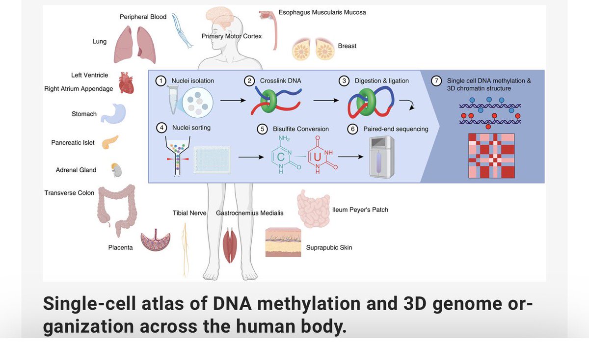 JoeEcker's tweet photo. And you need single cell (not bulk) methylation atlases of all body cell types in order to “see” the epigenetic cell origins of microglia and other lineages -it’s written on top of the genome https://t.co/XX1fLUBK1H https://t.co/b44hM9328U