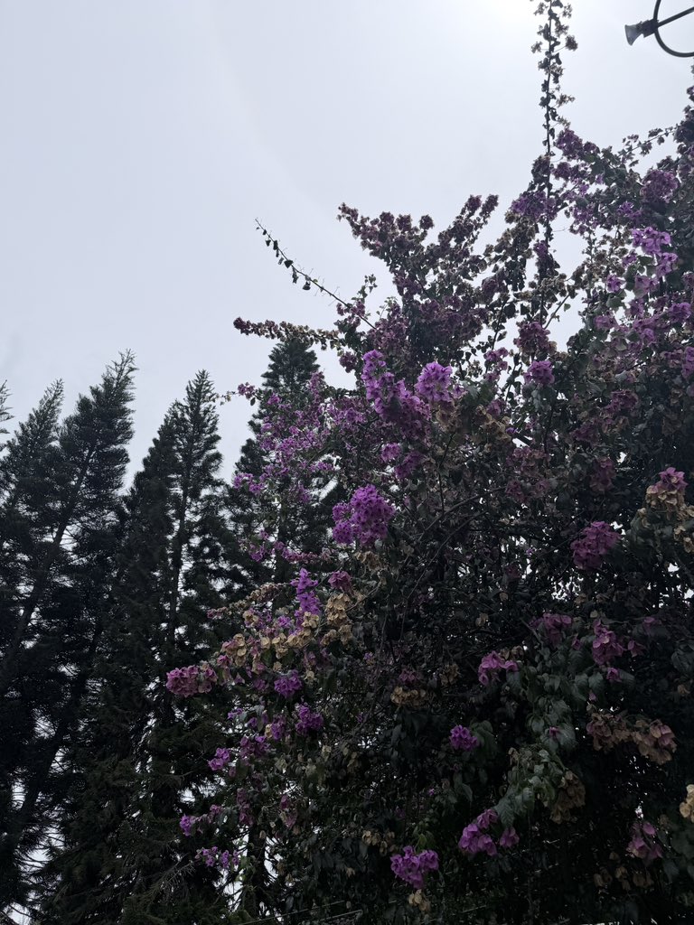 mimi72238's tweet photo. i've discovered that i really really really really like mealycup sage flowers and purple flowers in general https://t.co/skI6mG9tq4