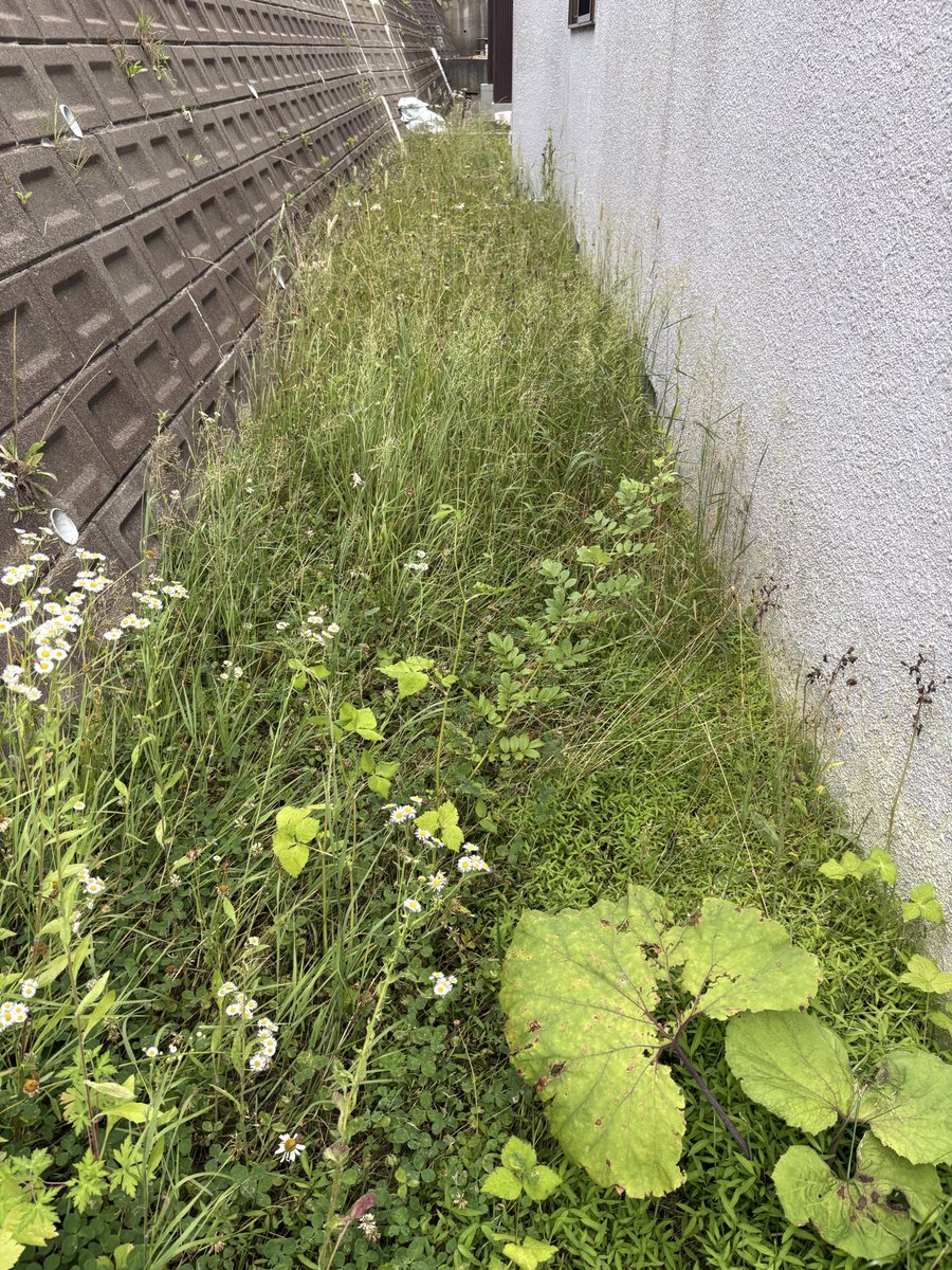 DbDojisan's tweet photo. 休日☁️

伸び放題だった家の裏手のw刈りをしました。かなり久しぶりにやりましたがこれが気持ちいい。伸びに伸びたwどもをバッサバッサと刈り取って、見た目も気持ちもスッキリdeath🌱

w刈機みたいなメカを使うのはいくつになっても楽しくて草w https://t.co/4Jbd1EUsjK