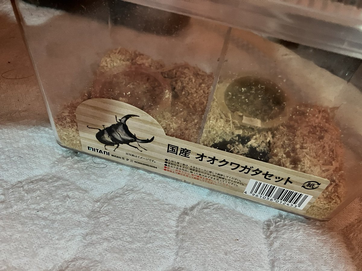 Father03Lizard's tweet photo. 息子が小学3年生位までは繁殖したりして何百と飼育していたクワガタ…
ホムセンで産地不明のオオクワガタ がペアで2,980円…
この猛暑の中、ネットで産地を絞って買うのはリスクも高いので…
吟味して購入！(♂7.2cmありました)
新成虫の筈なんで繁殖は来年かなぁ https://t.co/wUeUMcoHlC