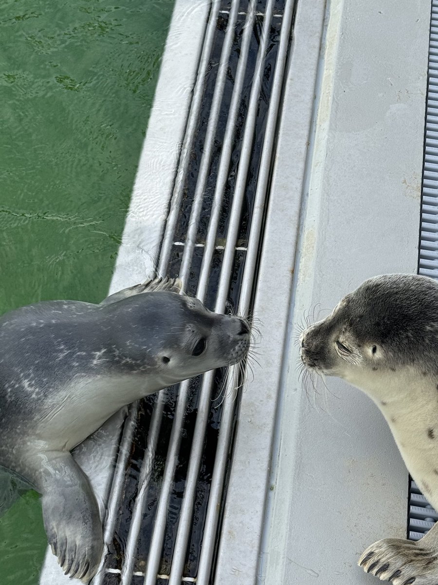 RealGallop22194's tweet photo. 🦭🦭❤️

#アザラシ幼稚園
#zeehondencentrum
#WEC
#アザラシ
#SealPup https://t.co/nQ11Lfzw9W