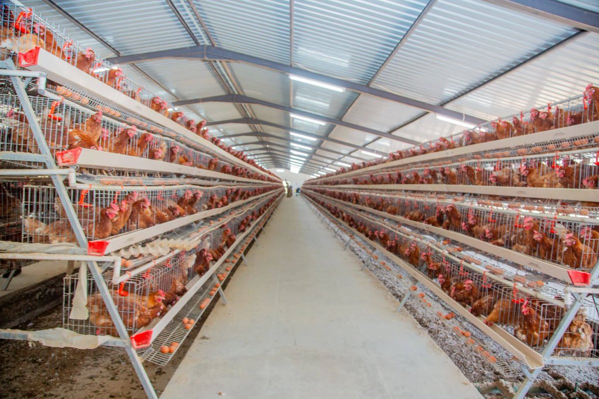 PaulShalala's tweet photo. Massive investment in poultry business by the Zambia Air Force at it's Twin Palm Base.

Food Security is National Security https://t.co/4nrBWhj5YE