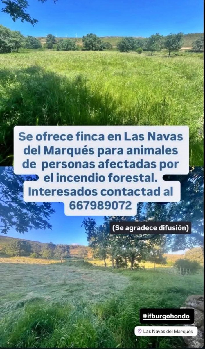 SosAbuelos1's tweet photo. ❤️‍🔥 𝗦𝗢𝗟𝗜𝗗𝗔𝗥𝗜𝗗𝗔𝗗 𝗘𝗡 𝗘𝗦𝗧𝗔𝗗𝗢 𝗣𝗨𝗥𝗢 𝗤𝗨𝗘 𝗩𝗔 𝗟𝗟𝗘𝗚𝗔𝗡𝗗𝗢

Espacios para alojar a los animales afectados por los incendios:

✦ #ÁVILA → Finca en LAS NAVAS DEL MARQUÉS
 📞 667 98 90 72

✦ #MADRID → Granja en TRES CANTOS
 📞 609 36 04 12 https://t.co/xr3UxYQwby