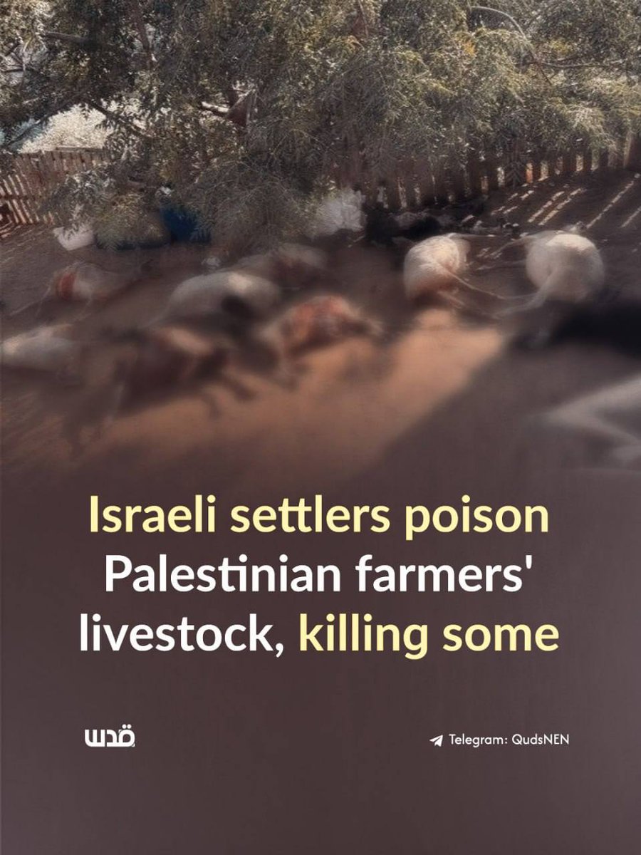 Patriote_101's tweet photo. A number of sheep died after being poisoned by Israeli colonial settlers following their failed attempt to steal a flock northwest of Nablus in the occupied West Bank. https://t.co/ZwS2X4qeqs