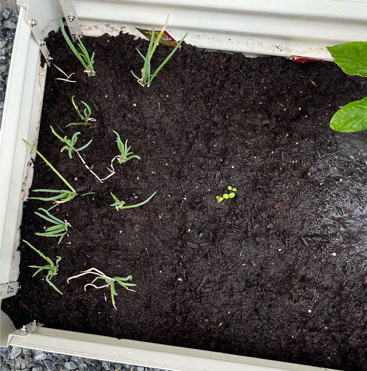 mocoNya12's tweet photo. 極み苗のネギ、近すぎたから移植したけどそれでも近いわね…。
サンチュの芽がおちついてきたら少し移植する… https://t.co/kToLNH3hd0