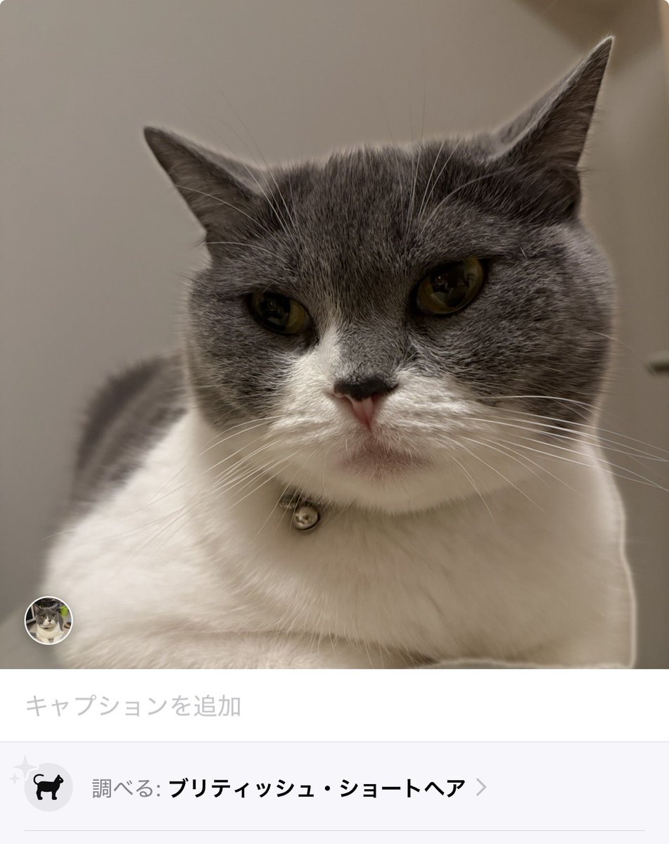 Royal_Lipton's tweet photo. うちのこはスコテッシュじゃないらしい https://t.co/oUf5u14rBF