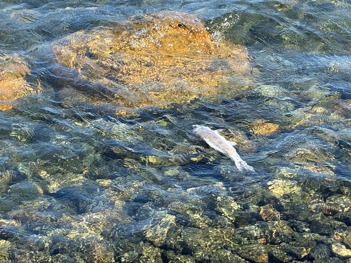 tolucky46's tweet photo. 暑いから魚🐟浮いてた

#琵琶湖 https://t.co/WmclaR1zSp