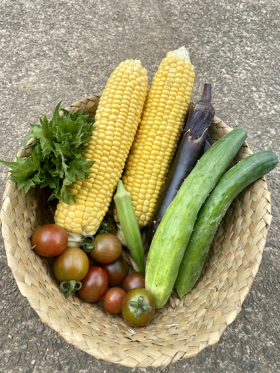 yachi_glay's tweet photo. とうもろこし大成功🌽🌽
パープルミニトマトの収穫タイミング難しい！ https://t.co/3tJuILQimy