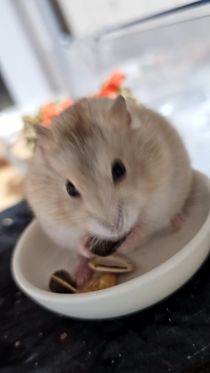 찹쌀🐭💓쫀🐹💕옹심🐭🩷경단🐹❤️ tweet media