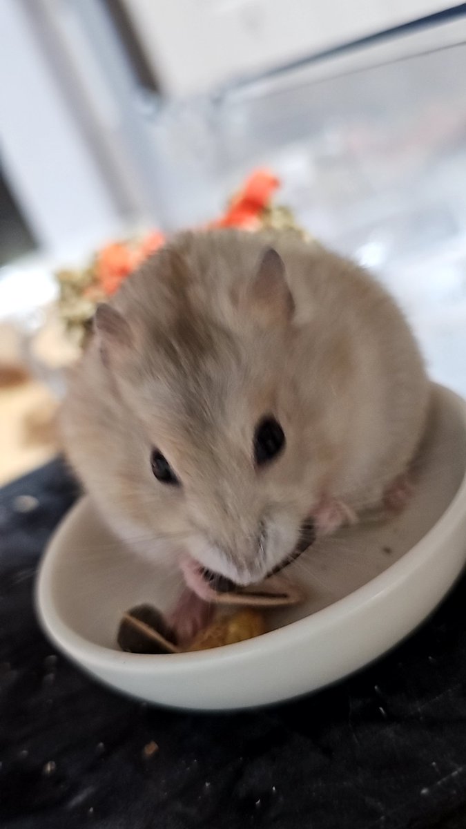찹쌀🐭💓쫀🐹💕옹심🐭🩷경단🐹❤️ tweet media