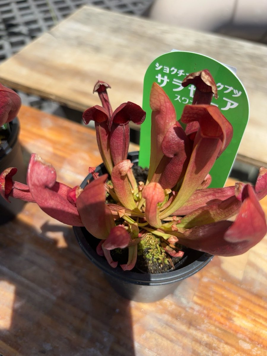 suntako91's tweet photo. また新しいサラセニアを衝動買いしてしまった💧食虫植物に一番捕まっているのは🪲じゃなくてワイでした😂 https://t.co/RG4wmto1k9
